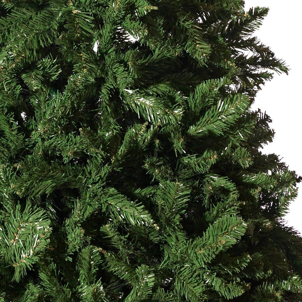 Radiata Pine Tree 7ft (2.1m)